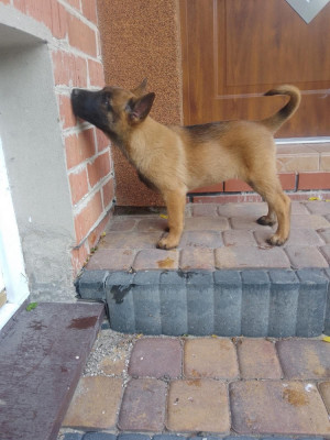 Pui ciobanesc belgian Malinois foto