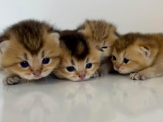 Pui british shorthair golden foto