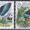 Sao Tome și Principe 2014 - WWF - Kingfisher cu s&acirc;n albastru, MNH