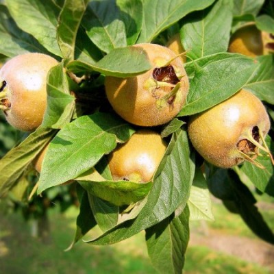 Moșmon autofertil, rezistent la ger, fructe aromate foto