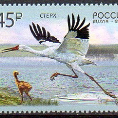 RUSIA 2019, EUROPA CEPT, Pasari, serie neuzata, MNH