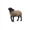 Figurina Oaie Suffolk M Collecta
