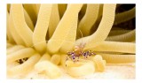 Tablou Canvas, "Crevete ascuns printre tentacule marine", Subacvatic, Anemonă, Crevete, Simbioză, Tentacule, Nisip, Marine, Colorat, Textură, Aventura