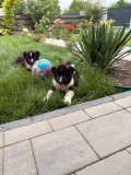 Akita American Masculi