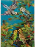bnk cp Carte postala 3D - pasari - Wonder Co SSP-77