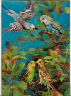 bnk cp Carte postala 3D - pasari - Wonder Co SSP-77 foto