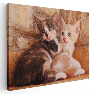 Tablou doua pisicute curioase Tablou canvas pe panza CU RAMA 70x100 cm foto