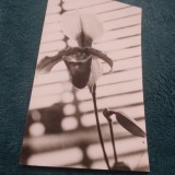 Cumpara ieftin CARTE POSTALA FELICITARE CIRCULATA