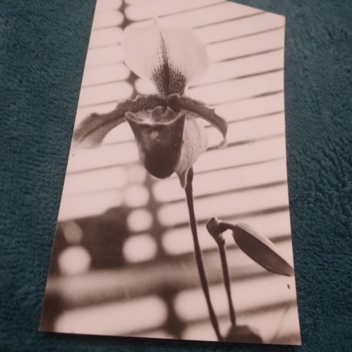 CARTE POSTALA FELICITARE CIRCULATA