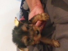 Terier yorkshire mini toy foto