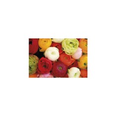 Piciorul Cocosului Bulbi Ranunculus Paeonia Mix 6/7, 1 Bulb