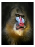 Tablou Canvas, "Mandrill &icirc;n liniștea pădurii tropicale", Mandrilă, Frumos, Colorat, Impresionant, Regal, Atrăgător, Exotic, Majestuos, Intrigant, Inti