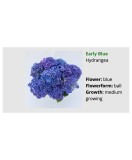 Blo.Hortensia Early Blue 28, Oem