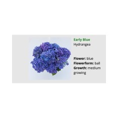 Blo.Hortensia Early Blue 28