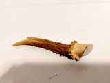 Corn vechi de caprior, se poate monta ca maner cutit, 11cm lungime
