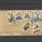 BELGIA 2005 FAUNA MARINA SCOICI FDC