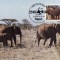 C1120 - Uganda - fauna - carte postala maxima