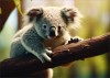 Poster Koala