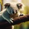 Poster Koala