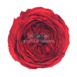 Trandafiri Criogenati CARMEN RED-02 (&Oslash;6-6,5cm, set 6 buc /cutie)