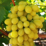 Cumpara ieftin Vita de vie Victoria