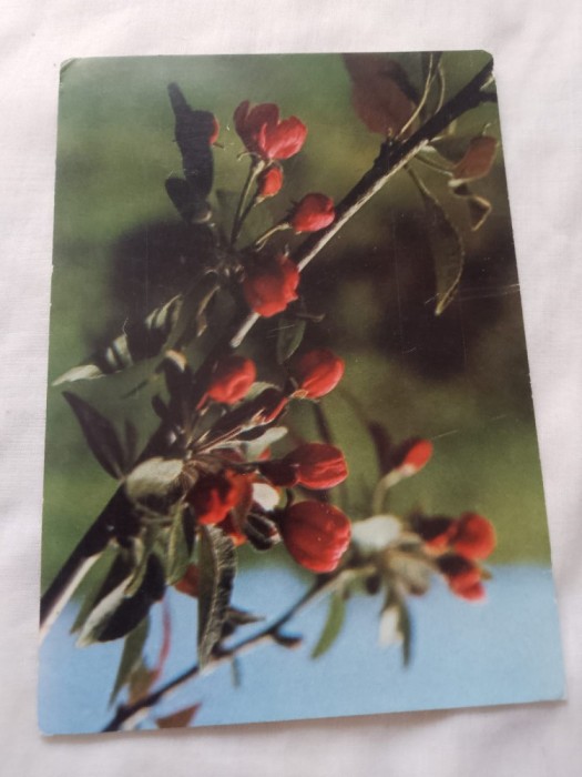 Carte postala floare