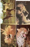 bnk cp Fauna - lot 20 carti postale *