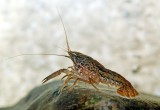 Rac marmorat de acvariu Procambarus fallax virginalis marbled crayfish