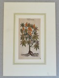 John Gerard &quot;Ricinus&quot; xilogravura 1597, Flori, Cerneala, Altul