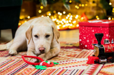 Labrador Retriever foto