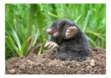 Tablou Canvas, "C&acirc;rtița veselă &icirc;n grădină verde", Mole, Soil, Claws, Grass, Nature, Burrow, 39 x 26 cm, CMCLASS