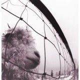 Pearl Jam vs. LP Edition remastered (vinyl)