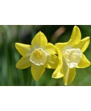 Cumpara ieftin Narcise Narcissus, Verdin, Galben/Alb, 12/14, 1 Bulb, Oem