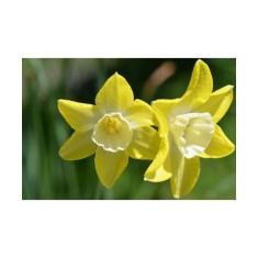 Narcise Narcissus, Verdin, Galben/Alb, 12/14, 1 Bulb