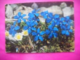 HOPCT 11334 GENTIANA-ELVETIA -CP FELICITARE FLORI- -EUROPA -NECIRCULATA