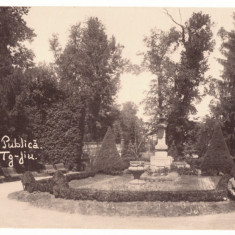 5196 - TARGU-JIU, Public Garden, Romania - old postcard, real PHOTO - unused