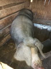 V&acirc;nd porc țară