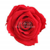 Cumpara ieftin Trandafiri Criogenati MINI RED (&Oslash;3,5-4,5cm, set 12 buc /cutie)