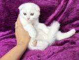 Motănel alb Scottish Fold, cu Pedigree