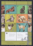 Argentina 2005 - PISICI DOMESTICE DE RASA - MNH, Nestampilat