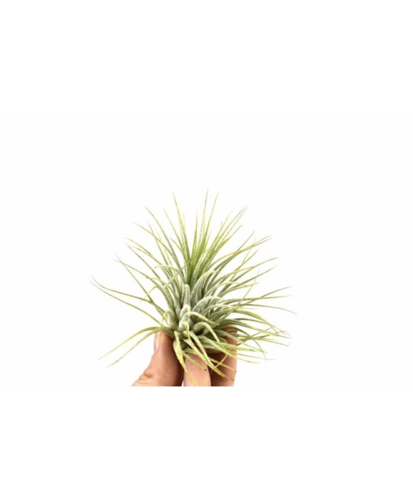 Plantă aeriana, Tillandsia Ionantha green, Medie, 6 x 6 cm