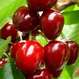 Cumpara ieftin Cires &ndash; Soiul Timpurii de Bistrita