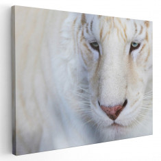 Tablou portret tigru alb Tablou canvas pe panza CU RAMA 80x120 cm foto