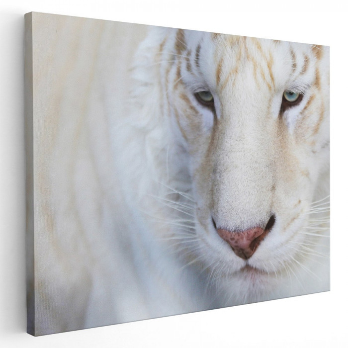 Tablou portret tigru alb Tablou canvas pe panza CU RAMA 60x80 cm