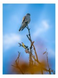 Tablou Canvas, "Pasărea frumos colorată pe ramură uscată", Pasăre, Ramură, Cer, Albastru, Nori, Observație, Natură, Libertate, Frumusețe, Vedere, 26 x