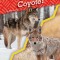 Wolf or Coyote?
