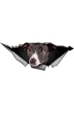 Autocolant auto 25 cm (9.8 inch) cu Greyhound, autocolant amuzant cu Greyhound pentru mașină, autocolant reflectorizant cu Greyhound, autocolant imper