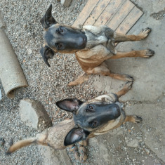 Ciobanesc Belgian Malinois