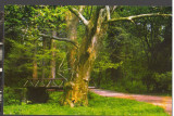 CPI B 12015 CARTE POSTALA - ARBORETUMUL SIMERIA