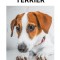 Jack Russell Terrier